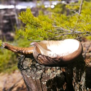 large kuksa cup with moose horn handle hand carved from swedish birch
